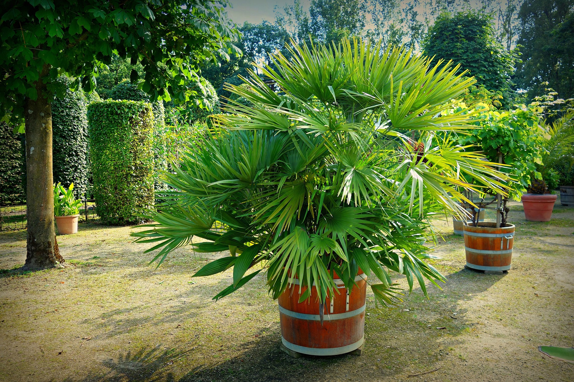 Topfpalme im Garten